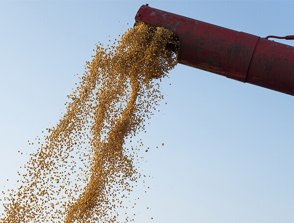 Grain & Seed Conveyor