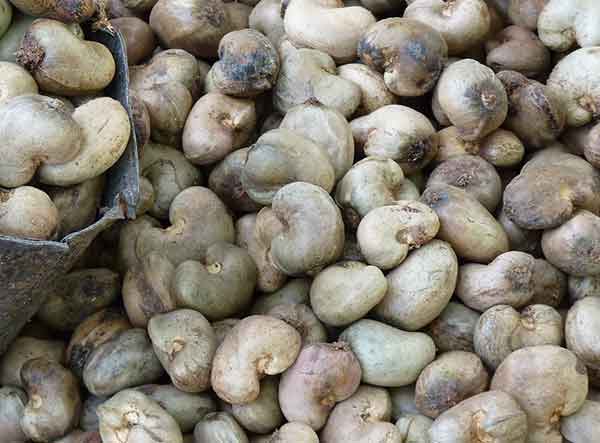 Raw Cashew Nut Destoner